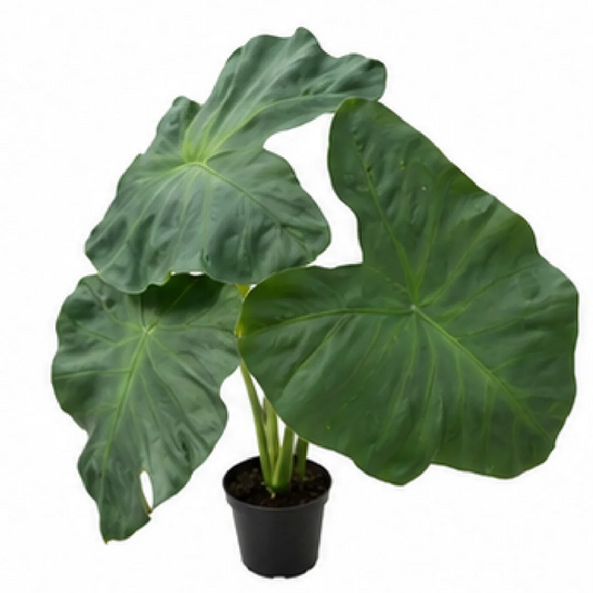 Colocasia Esculenta 'Aloha' – Tissue Culture
