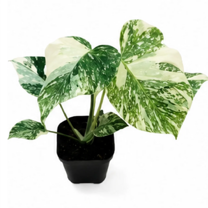 Monstera Placer Gold – Tissue Culture
