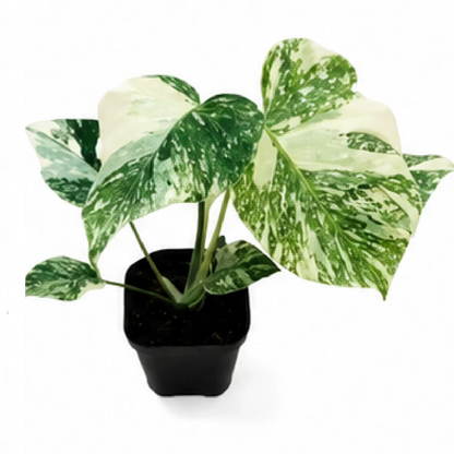 Monstera Placer Gold – Tissue Culture
