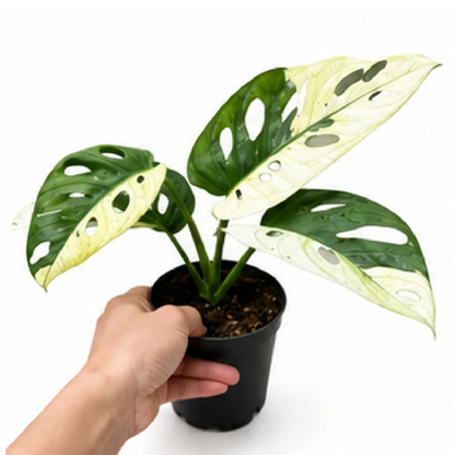 Monstera Monkey Mask – Tissue Culture