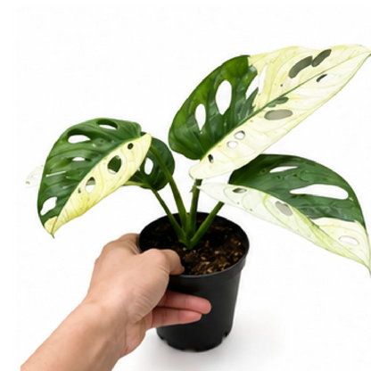 Monstera Monkey Mask – Tissue Culture