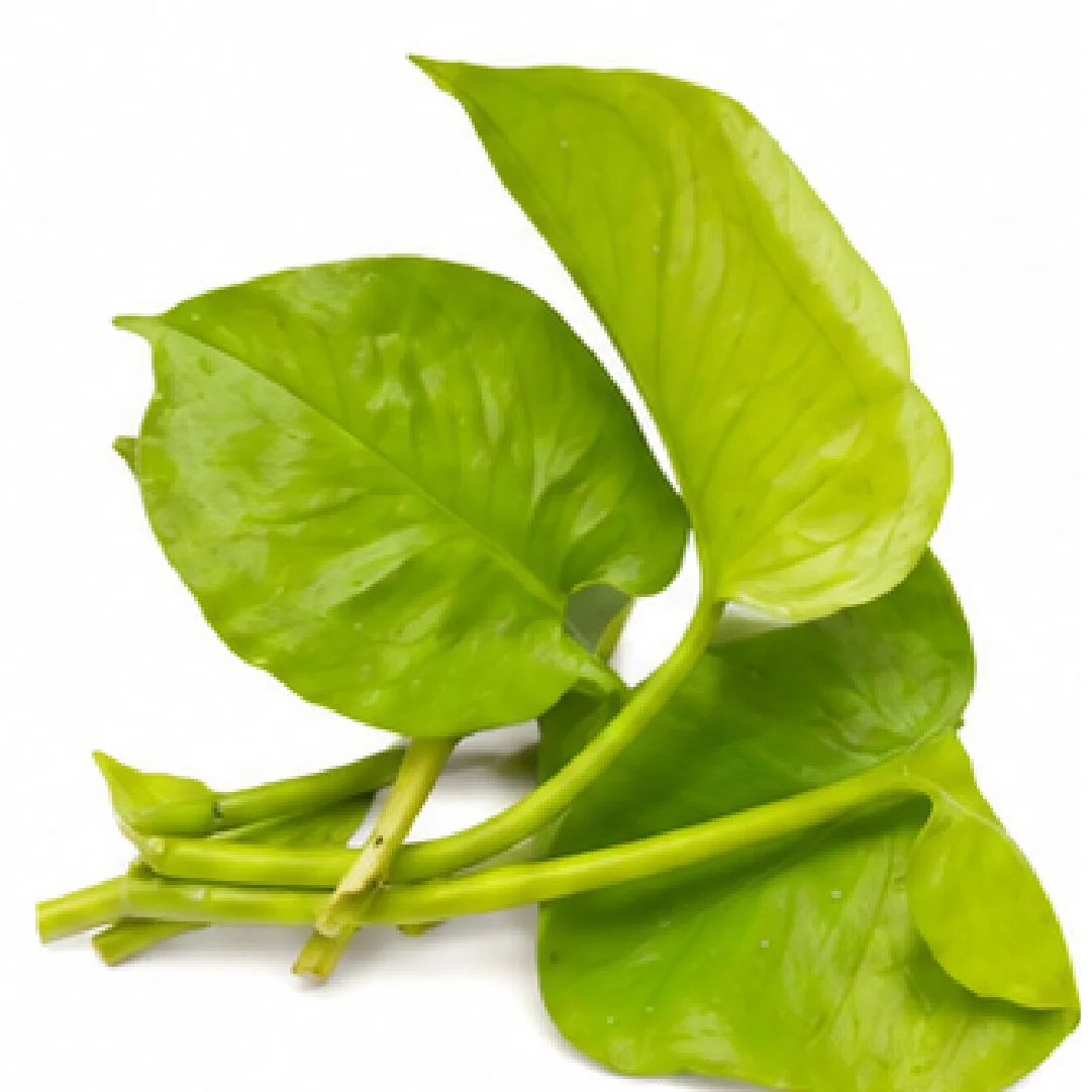 Monstera Cheese Half Moon – Tissue Culture