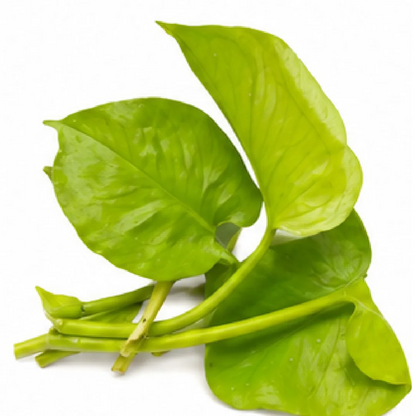 Monstera Cheese Half Moon – Tissue Culture