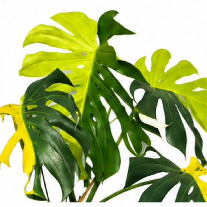 Monstera Cheese Half Moon – Tissue Culture
