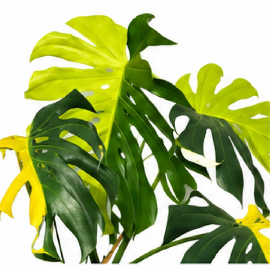Monstera Cheese Half Moon – Tissue Culture
