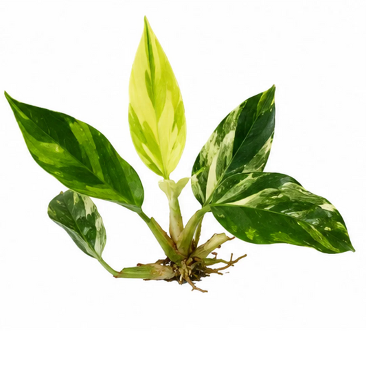 Philodendron Imperial Green Var Tissue Culture