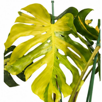 Monstera Melancholy – Tissue Culture
