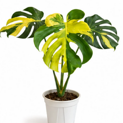 Monstera Melancholy – Tissue Culture