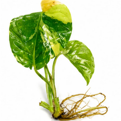 Monstera Lemon PomPom Variegated – Tissue Culture