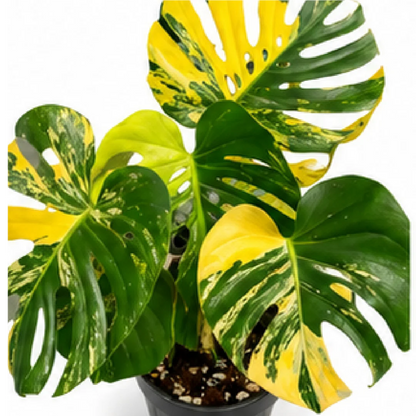 Monstera Lemon PomPom Variegated – Tissue Culture