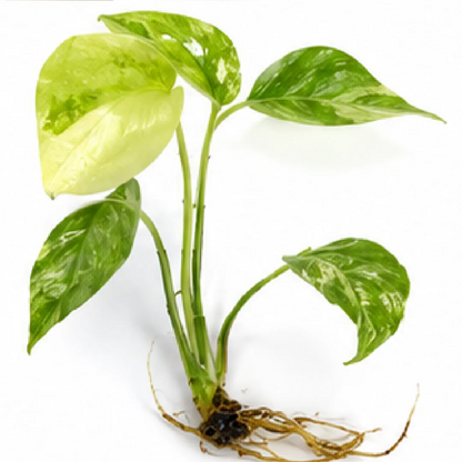 Monstera Thai Constellation Miracle Tricolor – Tissue Culture