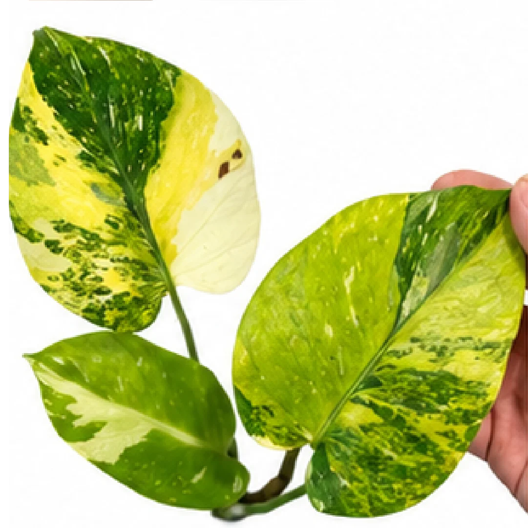 Monstera Thai Constellation Miracle Tricolor – Tissue Culture