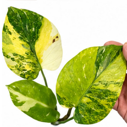Monstera Thai Constellation Miracle Tricolor – Tissue Culture