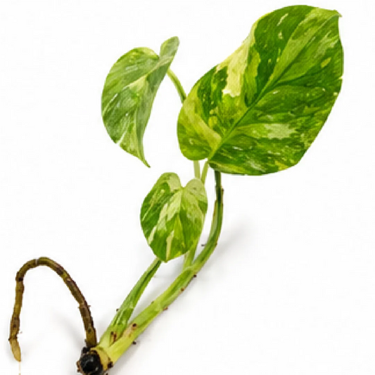 Monstera Electrolight Variegated Tricolor – Tissue Culture