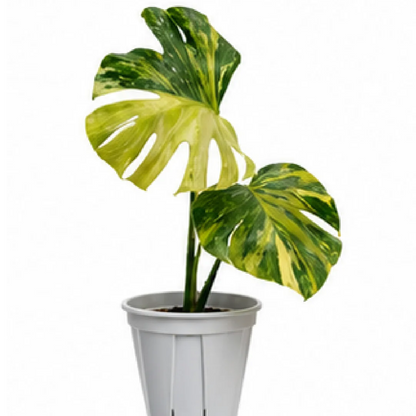 Monstera Electrolight Variegated Tricolor – Tissue Culture