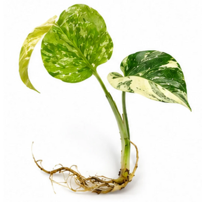 Monstera Electrolight King Variegated – Tissue Culture