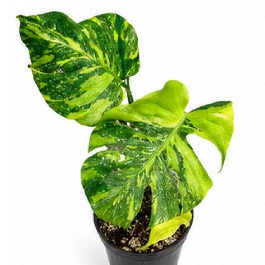 Monstera Electrolight King Variegated – Tissue Culture