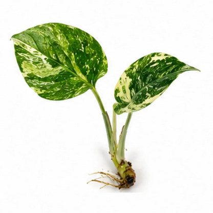 Monstera Cream Cheese (Monstera Starlight Variegated) – Tissue Culture