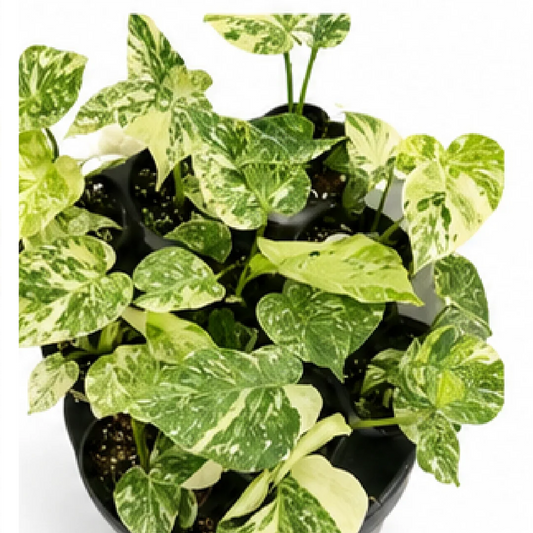 Monstera Cream Cheese (Monstera Starlight Variegated) – Tissue Culture