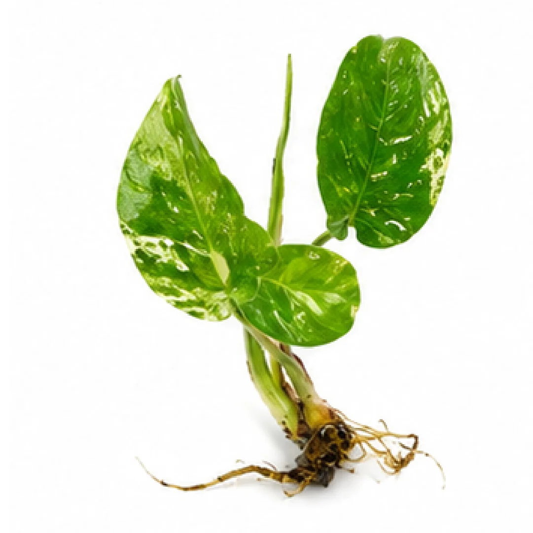 Monstera Devil Monster Variegated – Tissue Culture