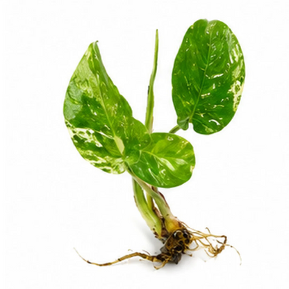 Monstera Devil Monster Variegated – Tissue Culture