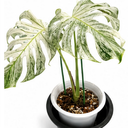 Monstera Devil Monster Variegated – Tissue Culture