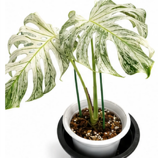 Monstera Devil Monster Variegated – Tissue Culture