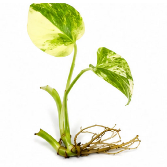 Monstera Lava Variegated – Tissue Culture