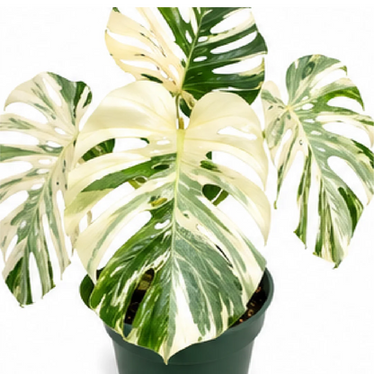 Monstera Lava Variegated – Tissue Culture