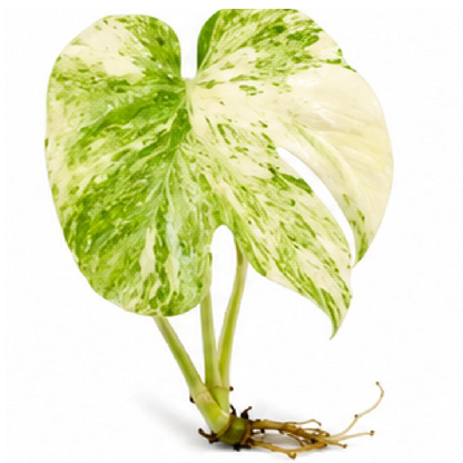 Monstera Deliciosa Green Snow Variegated – Tissue Culture
