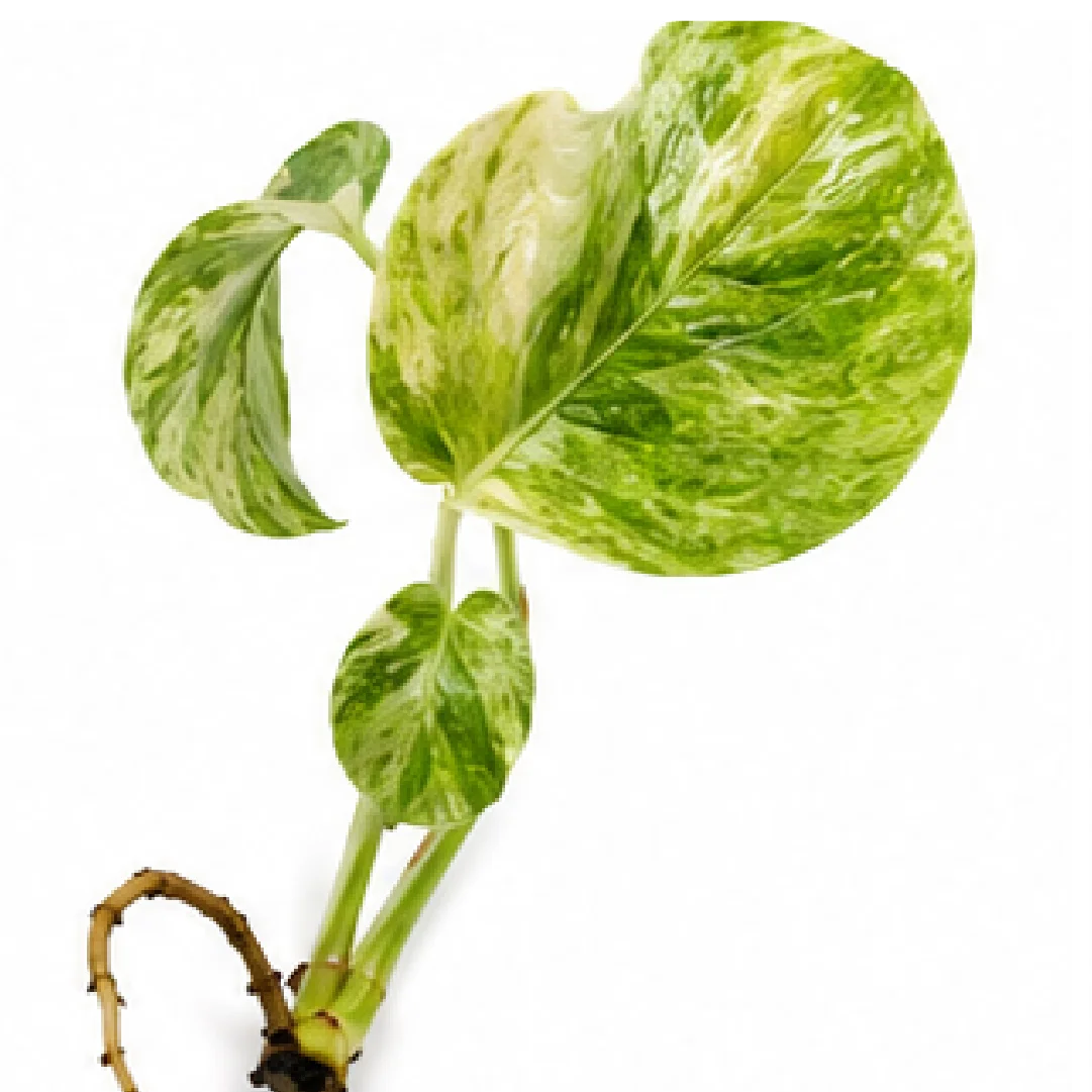 Monstera Legacy Variegated – Tissue Culture