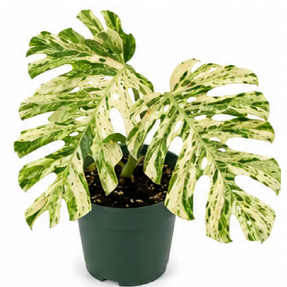 Monstera Legacy Variegated – Tissue Culture