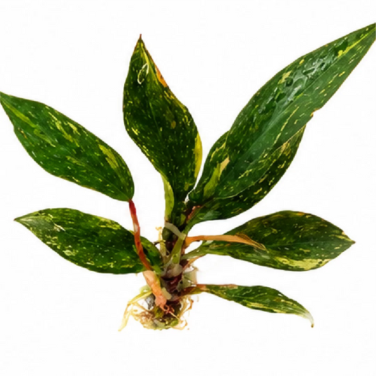 Philodendron Orange Princess Marble Var Tissue Culture