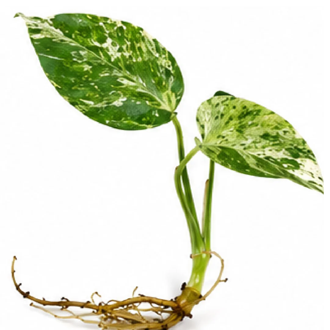 Monstera Bulbasaur Variegated – Tissue Culture
