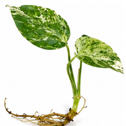 Monstera Bulbasaur Variegated – Tissue Culture