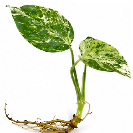 Monstera Bulbasaur Variegated – Tissue Culture