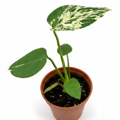 Monstera Bulbasaur Variegated – Tissue Culture