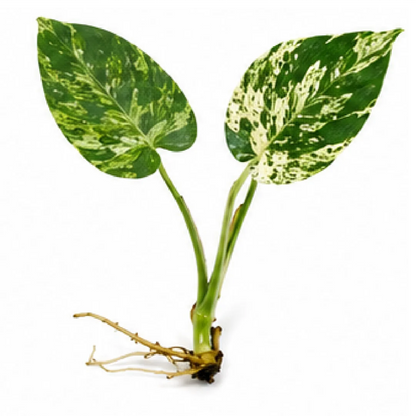 Monstera Deliciosa Star Shadow Variegated – Tissue Culture