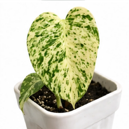 Monstera Deliciosa Star Shadow Variegated – Tissue Culture