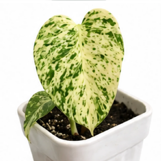 Monstera Deliciosa Star Shadow Variegated – Tissue Culture