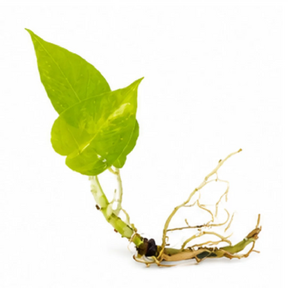 Monstera Lemon Lime Variegated – Tissue Culture