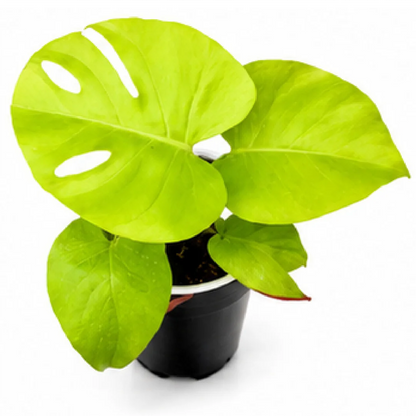 Monstera Lemon Lime Variegated – Tissue Culture