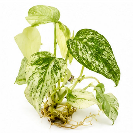 Monstera Full Mint Variegated (Dorsigiana Thailand) – Tissue Culture