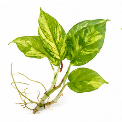 Monstera Rhaphidophora Tetrasperma Mint Variegated – Tissue Culture