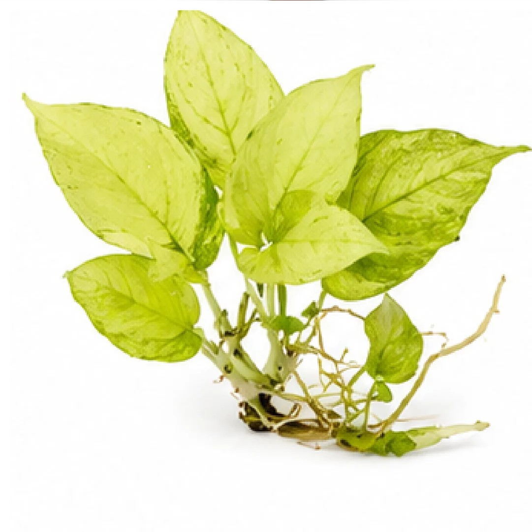 Monstera Rhaphidophora Tetrasperma Mint Variegated – Tissue Culture