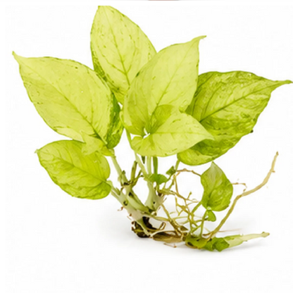 Monstera Rhaphidophora Tetrasperma Mint Variegated – Tissue Culture