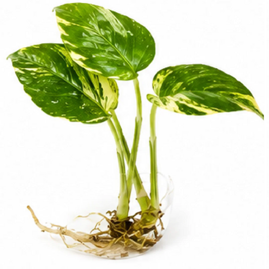 Monstera Deliciosa Aurea Variegated – Tissue Culture