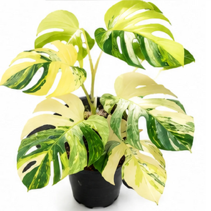 Monstera Deliciosa Aurea Variegated – Tissue Culture
