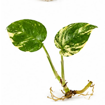 Monstera Borsigiana Albo Variegated – Tissue Culture