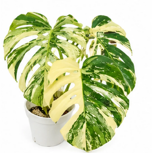 Monstera Borsigiana Albo Variegated – Tissue Culture